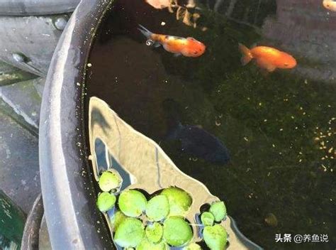 古法養魚 雙開門 前後門 意思